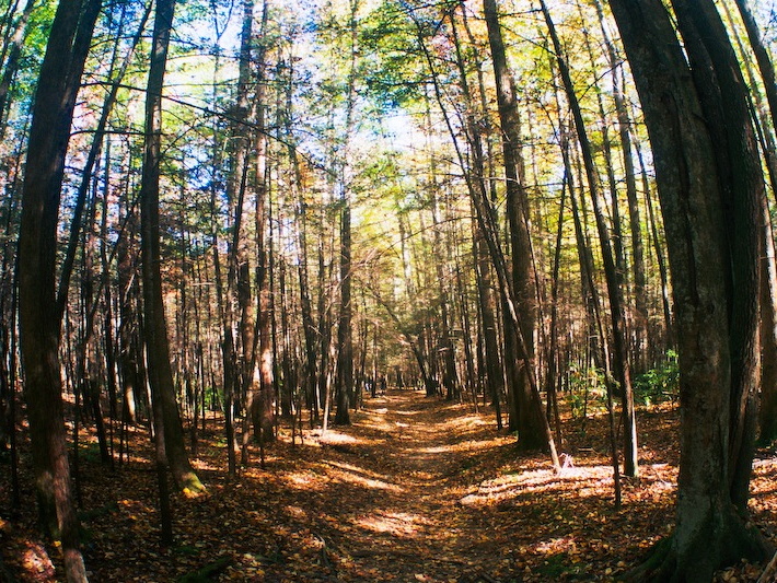 Great Smoky Mountains in the Fall